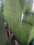 image of grave number 606853